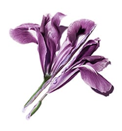 ingredients icon